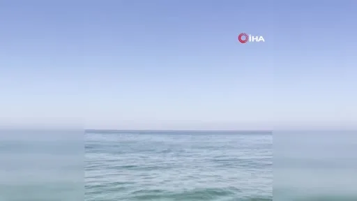 Karacabey kıyılarında yunuslar balıkların peşinde görüntülendi