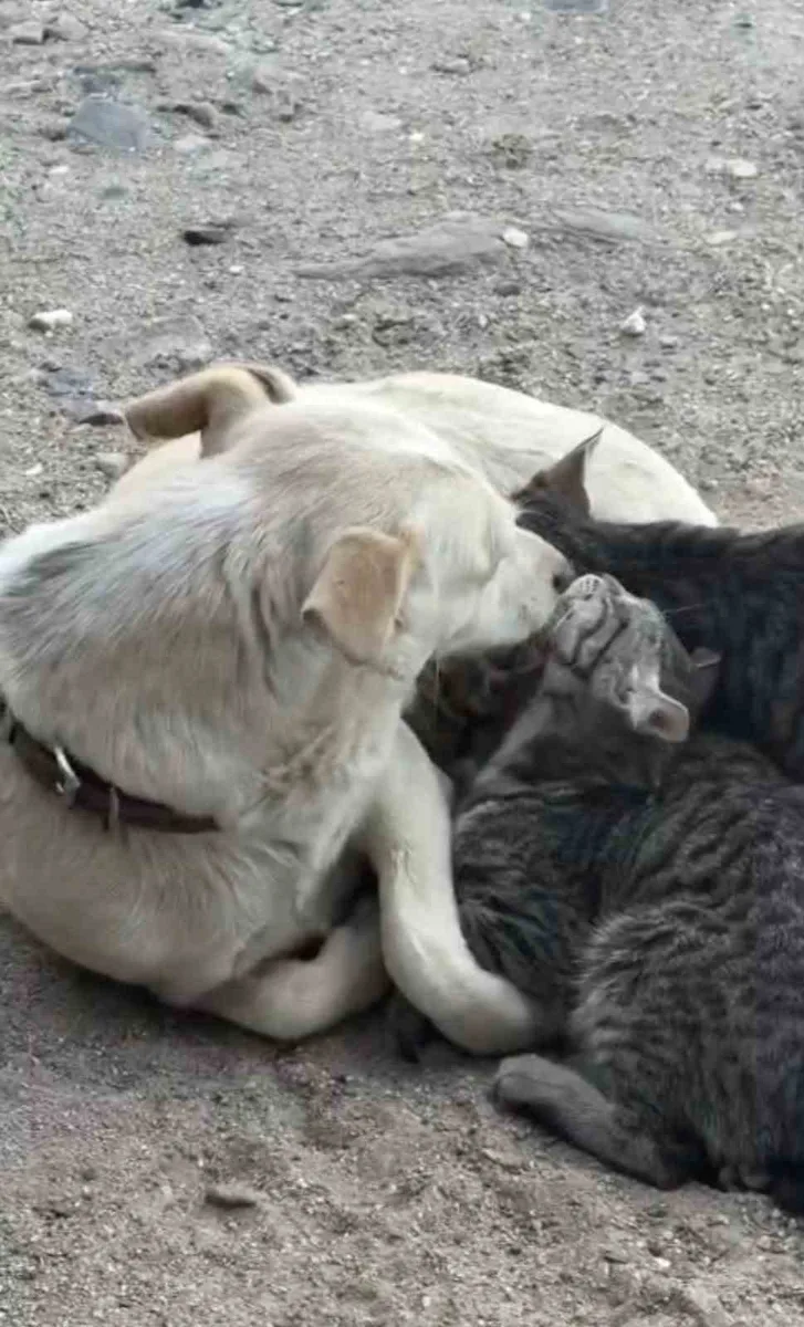 Köpek yavru kedilere annelik yapıyor