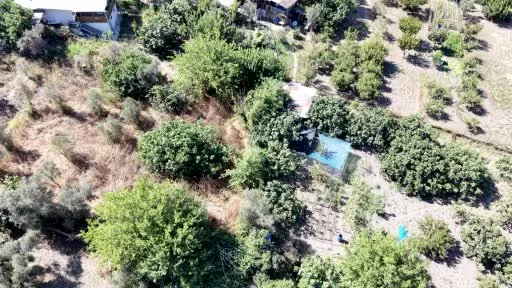 Avrupa’nın gözde meyvelerinden "Bursa Siyahı" incirinde hasat başladı