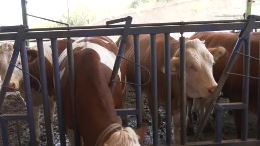 Kaliteli süt nasıl olmalı