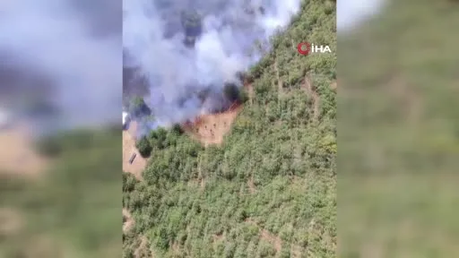 Bursa’da bir orman yangını daha