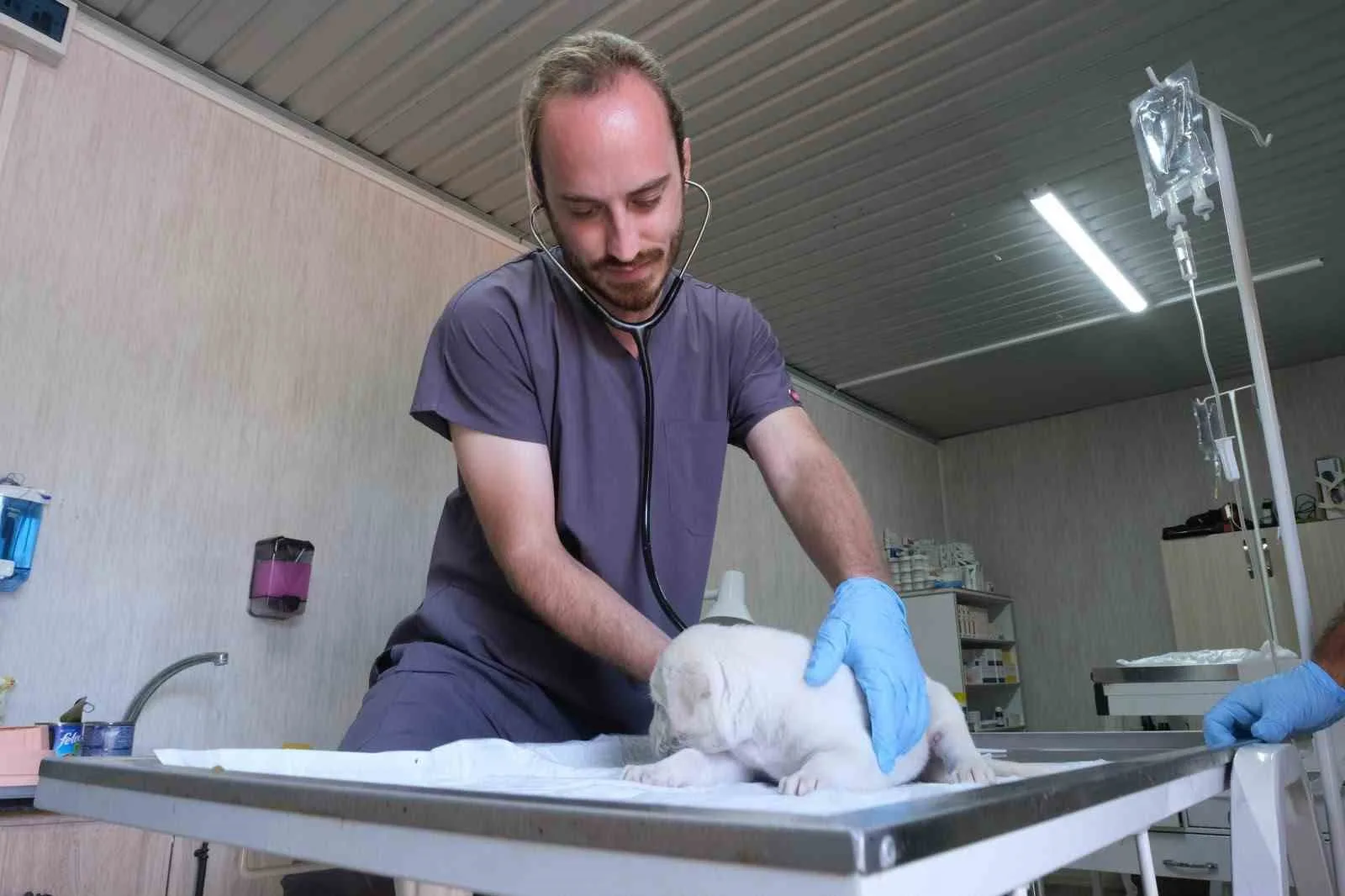 Altıeylül’de minik patiler için yuva seferberliği
