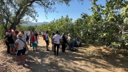 Havran’da siyah incir hasadı turizme açıldı