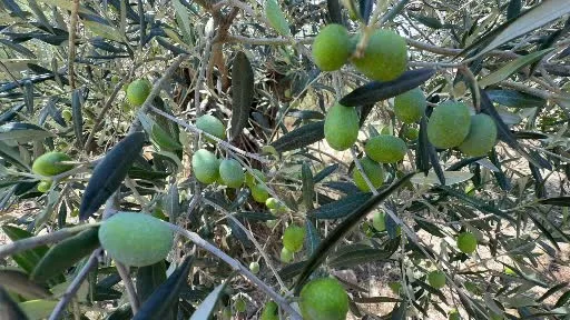 Zeytin hasadı bu yıl 20 gün erken başlayabilir