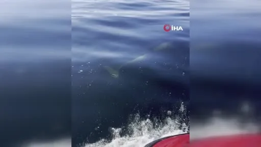 Yunuslar jet ski’nin peşine takıldı: Marmara’da renkli anlar