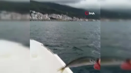 Martılarla balıkçı arasındaki dostluk kamerada