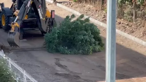 Sındırgı’da yol yapım çalışmaları sırasında ağaçlar söküldü
