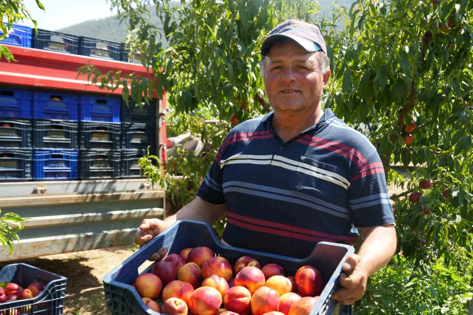 Meyve suyu fabrikaları üreticiden aldıkları ürünün fiyatları iyice dibe vurdu