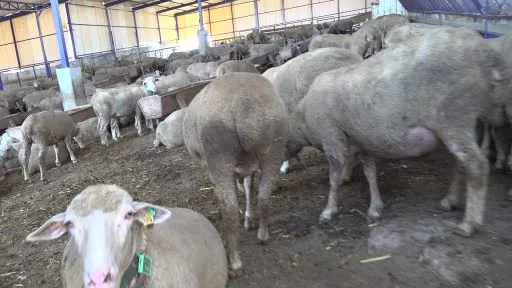 Milyonluk yerli koçun erkek üçüz yavrusu oldu