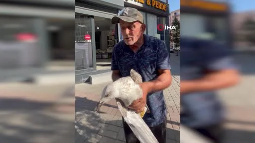 Tekirdağ’da bitkin düşen martı kolunu ısırdı şefkatini eksik etmedi