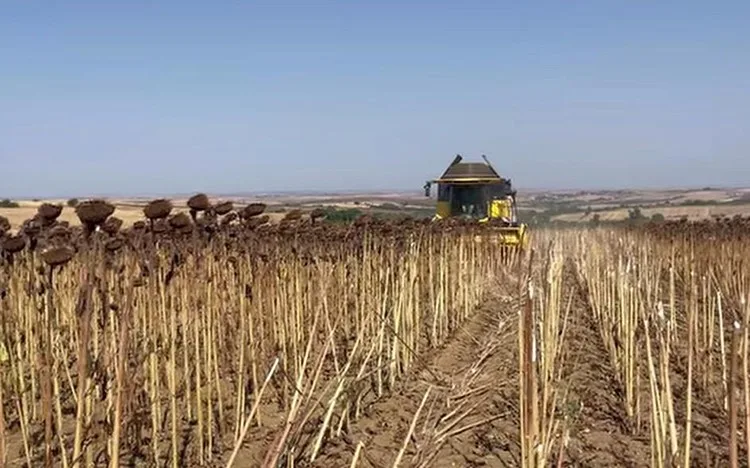 Hayrabolu’da ayçiçeği tarlalarında hasat zamanı