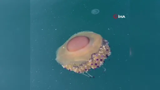 Marmara’da sıra dışı misafir: Sahanda yumurtaya benzeyen denizanası görüntülendi