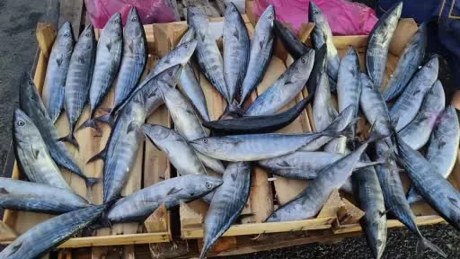 Tekirdağ’da palamut 75 TL’ye kadar düştü