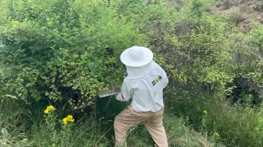 Binlerce arıyı meyve gibi kovan kapağına topladı
