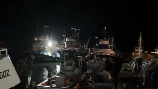 Palamut bereketi balıkçıların yüzünü güldürdü