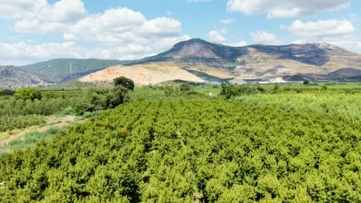 Ağustosta tarlada 10 liraya kadar düşmüştü, dalında 40 lirayı gördü