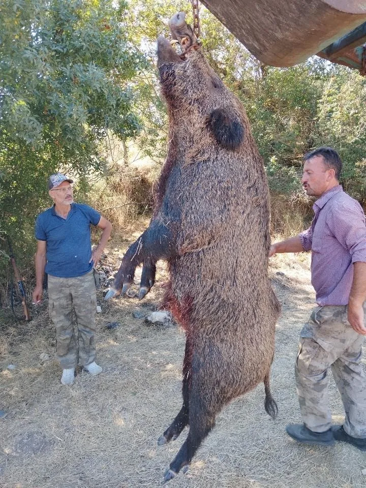 285 kiloluk dev domuz görenleri hayrete düşürdü