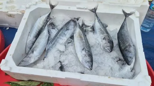 Fırtınaya rağmen tezgâhların gözdesi: Palamudun tanesi 75 liraya kadar indi