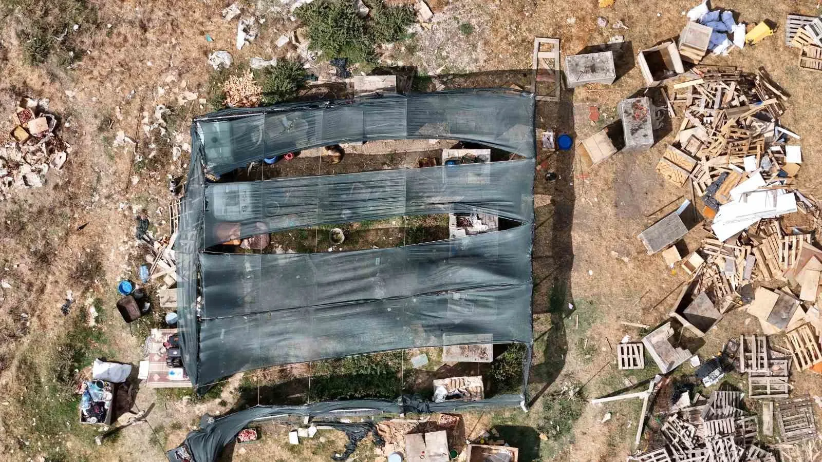Arnavutköy’de köpeklerin saldırdığı sürüde 3 hayvan telef oldu, 9’u yaralandı
