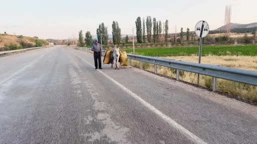 İki dönüm fasulyenin arkasındaki güç: 74 yaşındaki çiftçi ve bir eşek
