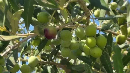 Bozcaada’da ilk kez zeytinyağı üretimi yapıldı