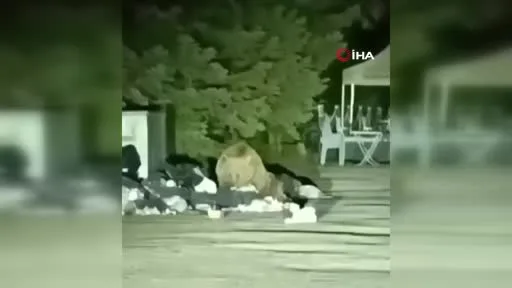 Uludağ’da aç kalan ayı çöp konteynerinde yemek aradı