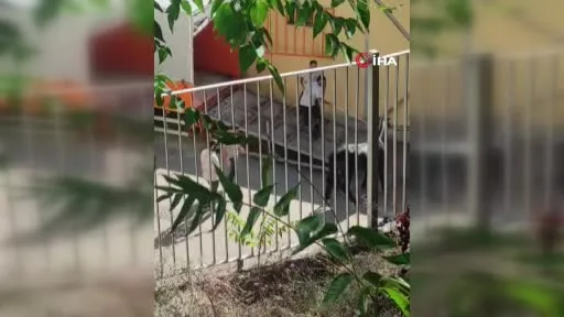 Büyükada’da kalan son 16 at için ‘gizli sevk’ iddiası: Hayvanseverlerden "işlemleri durdurun" çağrısı
