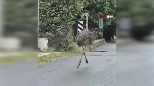 Şile’de hayvanat bahçesinden kaçan deve kuşu ortalığı birbirine kattı