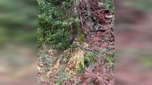 Tek ısırığındaki zehir ile 100 kişiyi öldürebilen yılan Sakarya’da görüntülendi