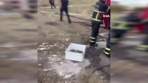 Yalova’da arazi yangından 11 kaplumbağa kurtarıldı