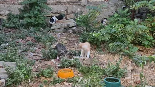 Bir kediyle başladı, kedi sokağına dönüştü
