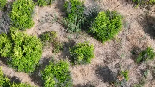 İnhisar narında hasat mesaisi yaklaşıyor