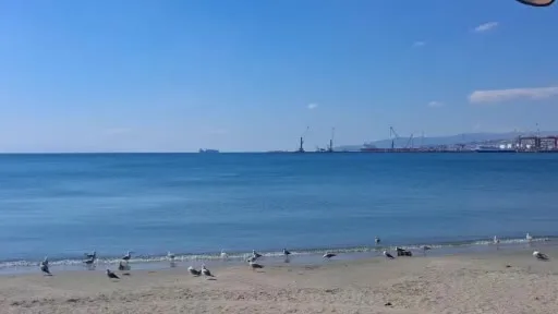 Tekirdağ açıklarında 2 yunus kameraya yansıdı