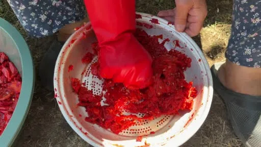 Kırklareli’nde kışlık salça hazırlığı