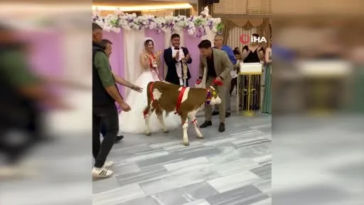 Düğünde arkadaşına altın yerine buzağı taktı