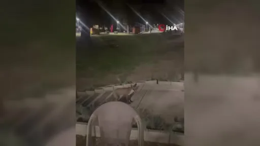 Edirne’de sevimli hırsız kamerada: Yavru tilki bisiklet kaskını kapıp kaçtı