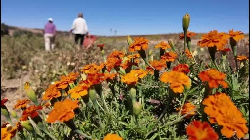 Kadın eli değdi, tarlalar bereketlendi