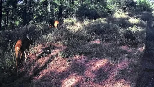 Ganos Dağları’nda karacalar fotokapana yakalandı