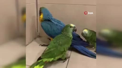 Nesli tehlikede olan egzotik kuşlara köprü gişelerinde el konuldu