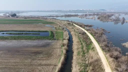 Zirai ilaçlı çeltik suyu domateste 7 tona varan verim kaybına yol açtı