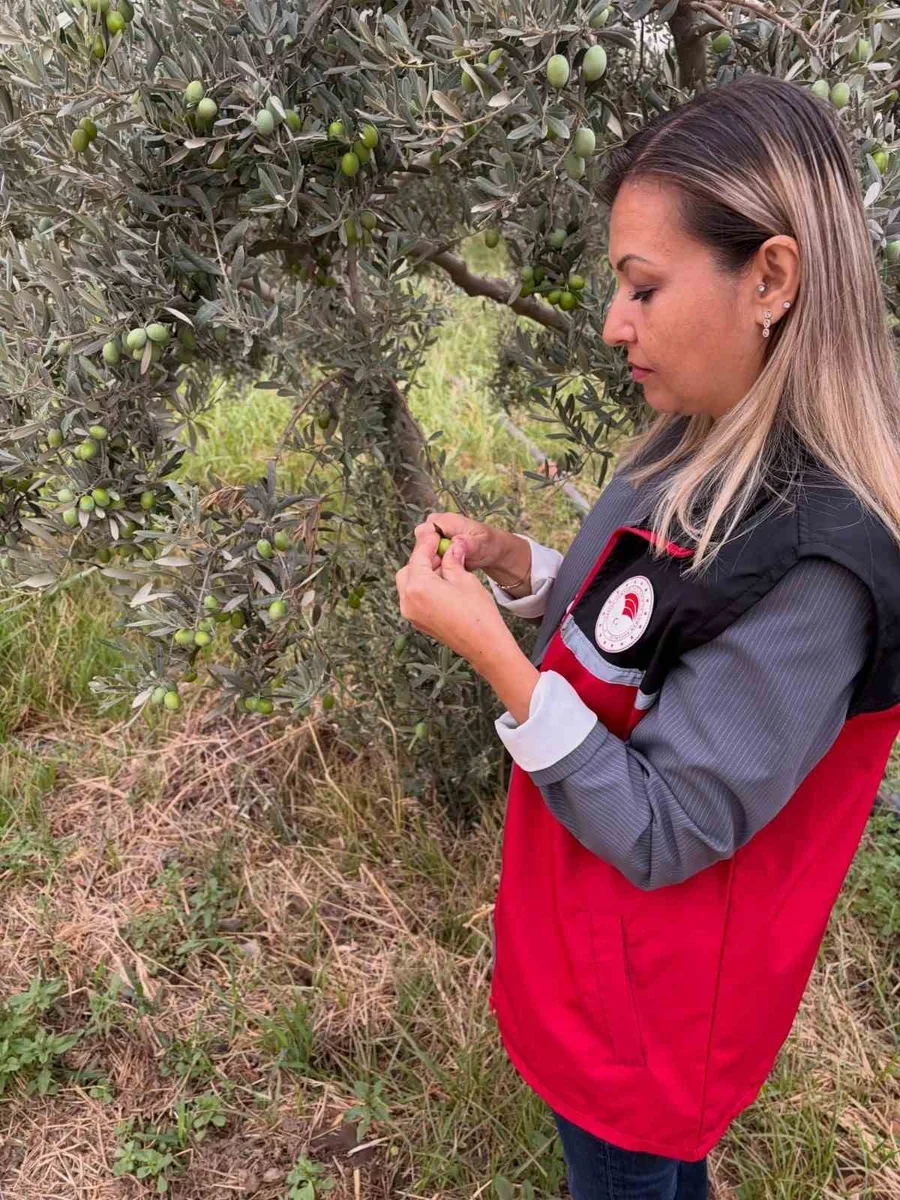 Burhaniye’de zeytin bahçelerinde zeytin sineği kontrolleri artırıldı