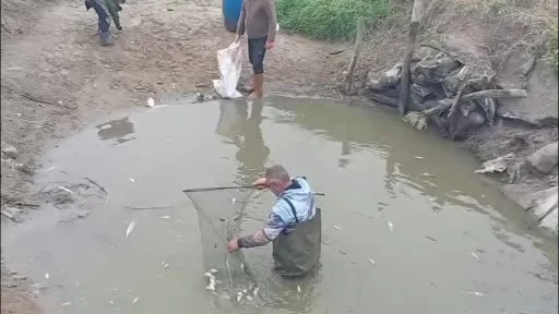 Sulama kanallarında mahsur kalan balıklar kurtarıldı