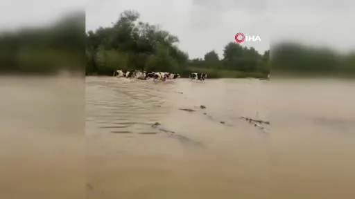 Merayı su bastı, mahsur kalan inekleri sahipleri kurtardı