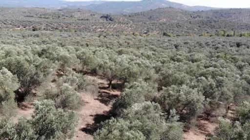 Zeytinde doğru hasat zamanı: "Erken değil, ideal hasat önemli"