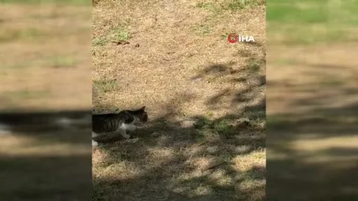 Edirne’de kedi ile yılanın mücadelesi kamerada