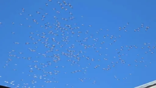 Göç yolundaki leyleklerin gökyüzündeki dansı böyle görüntülendi
