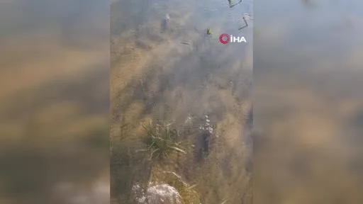 Çiftçinin emeği sular altında kaldı, "Sağlık olsun" dedi