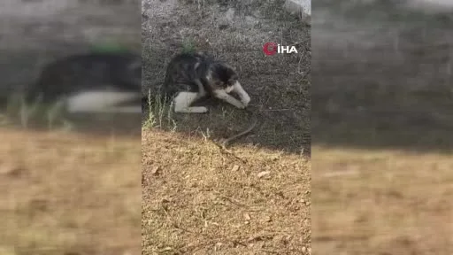 Kedi fare ile oynar gibi yılanla oynadı