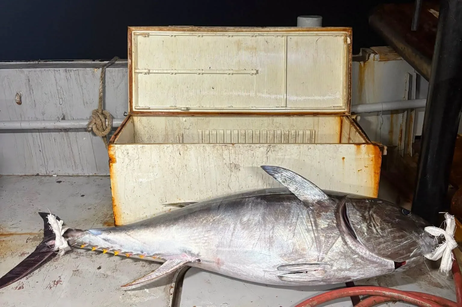 Balıkçılar Saros Körfezi’nde 175 kiloluk orkinos yakaladı