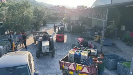 Marmarabirlik’ten 60 bin tonluk alım planı...Türkiye’de zeytinde rekor rekolte beklentisi